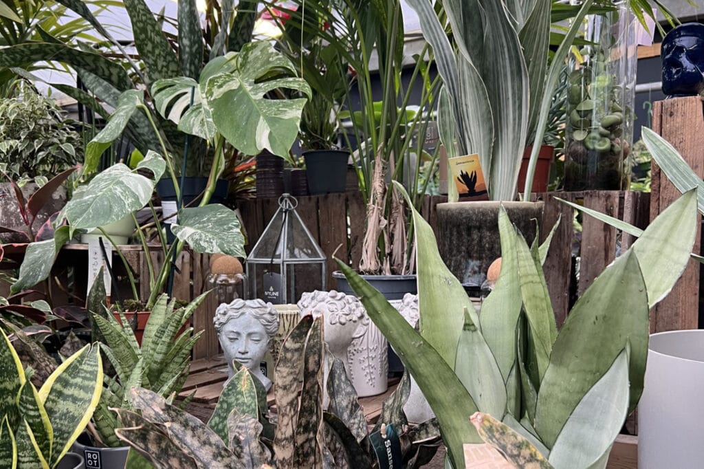 Crop Houseplants
