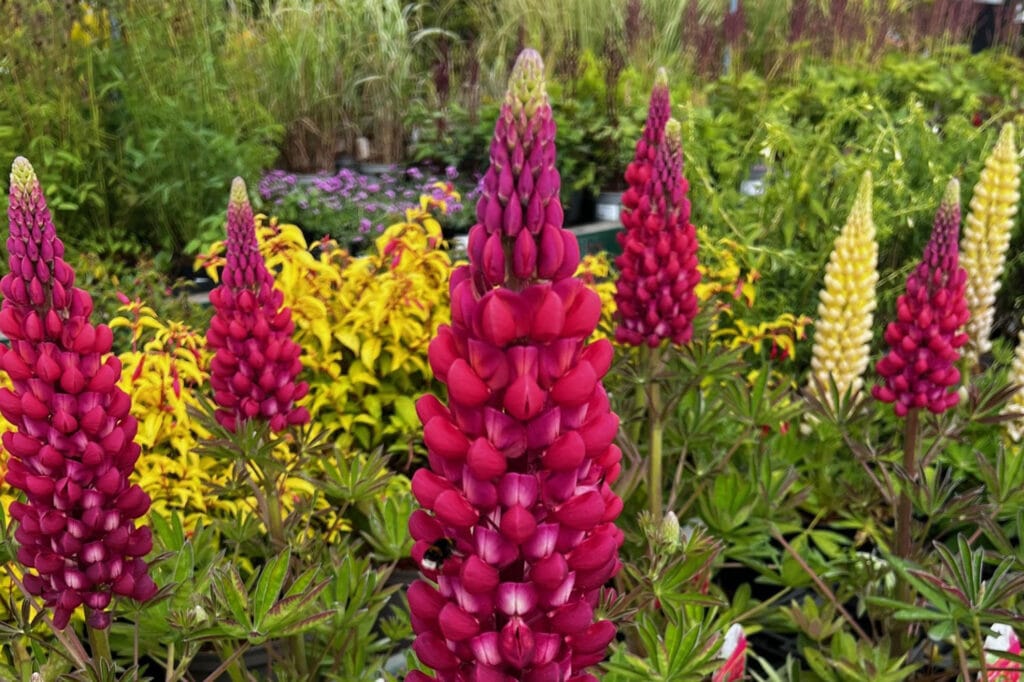 Crop Lupin
