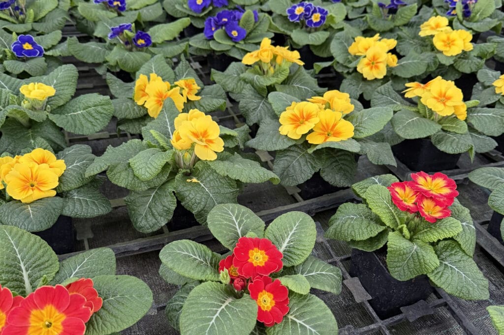 Crop Primrose