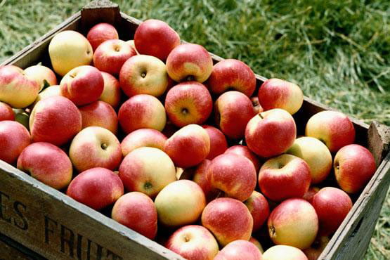 Apples-1 (1)