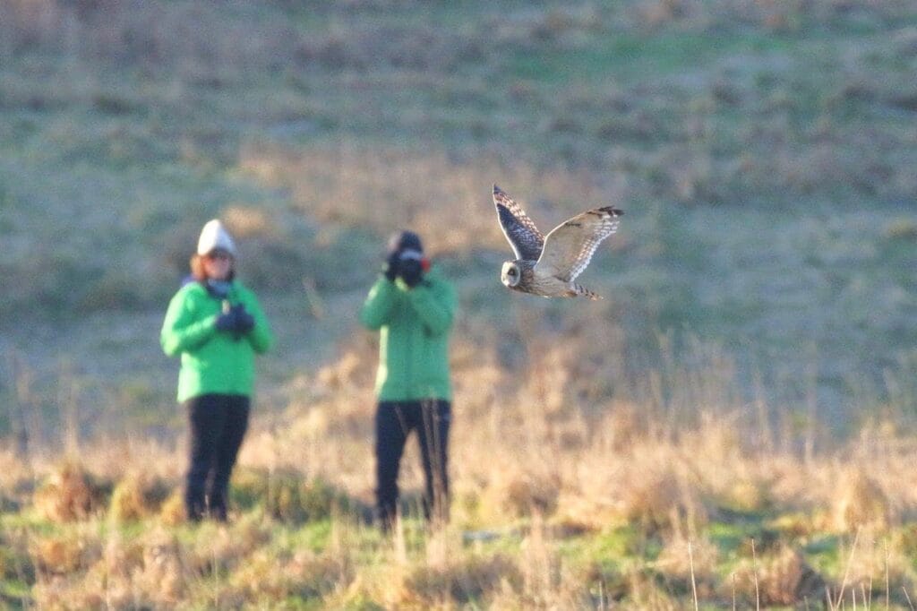 Short-eared owl and people, Bempton 2022 (Will Scott)-min