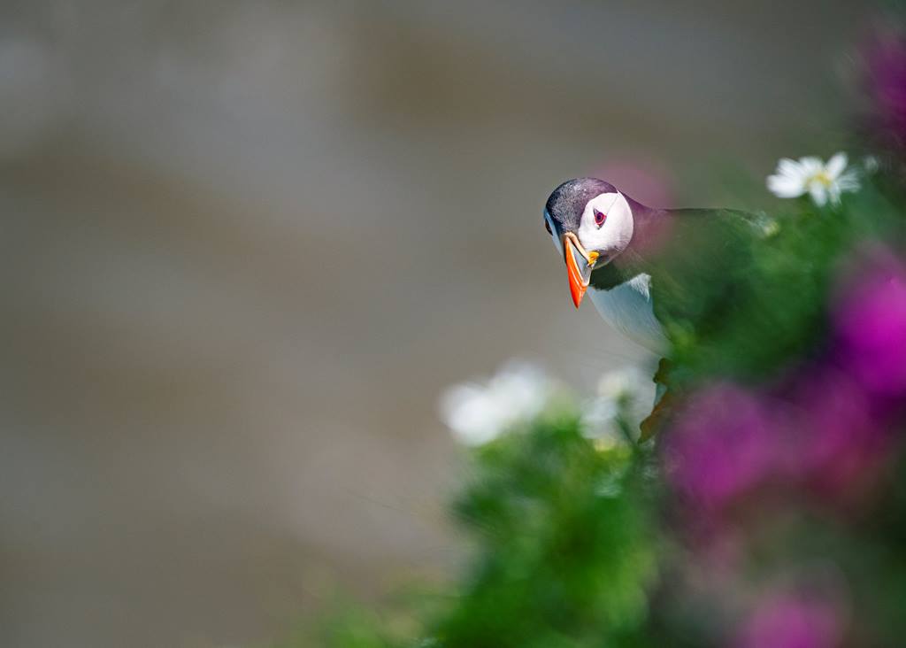 puffin - Rosie Dutton (rspb-images.com)-min