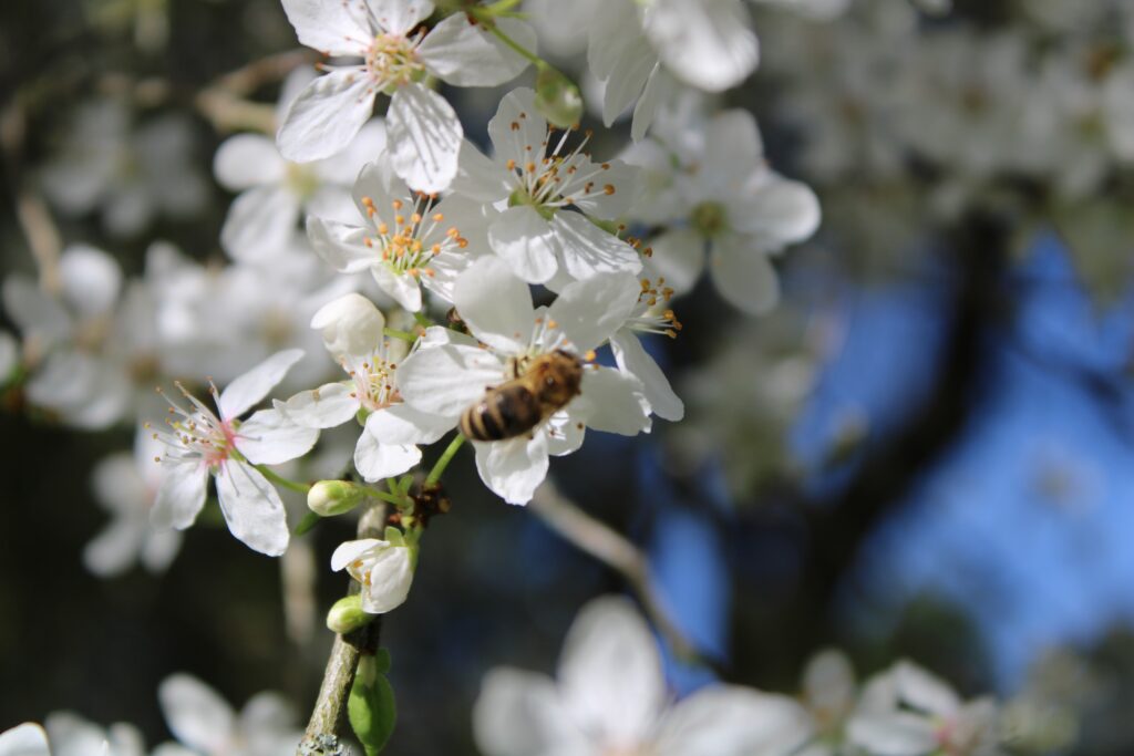2026_Blossom_EvieWalker_1