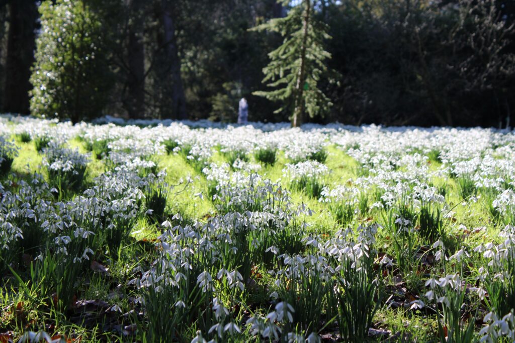 2026_Snowdrops_EvieWalker_1