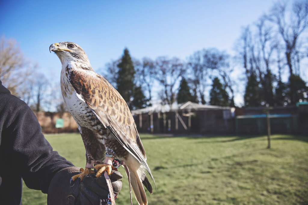 BirdofPrey_AbiWhitmarsh_24