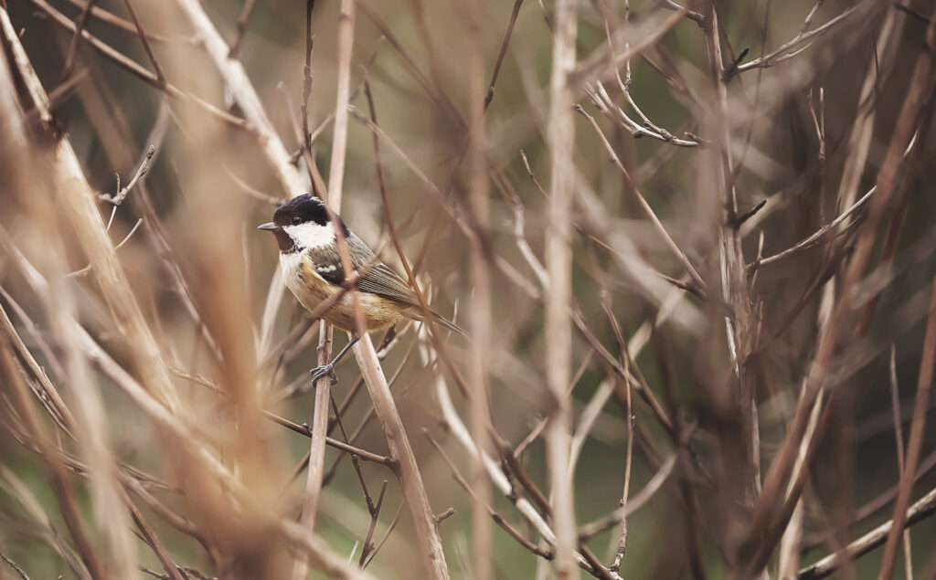 Gardenbirdinbranches_AbiWhitmarsh_1