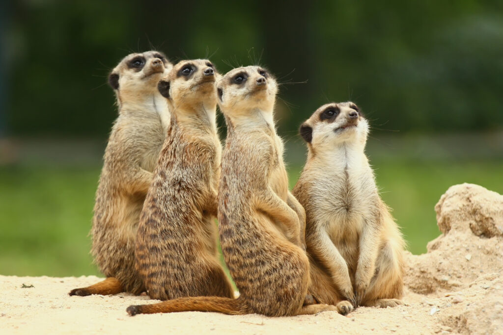 Meerkats