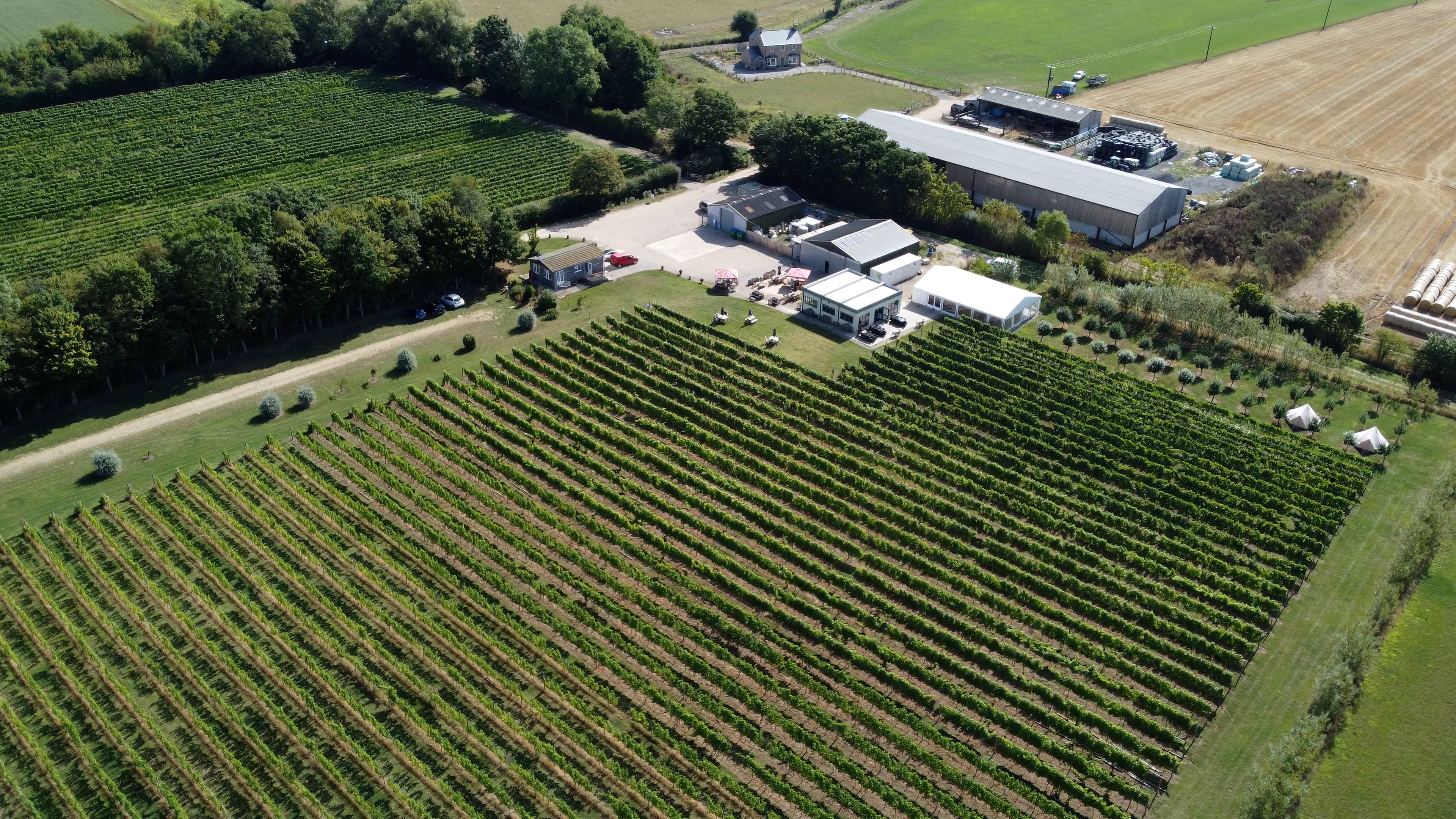 Vineyard 2