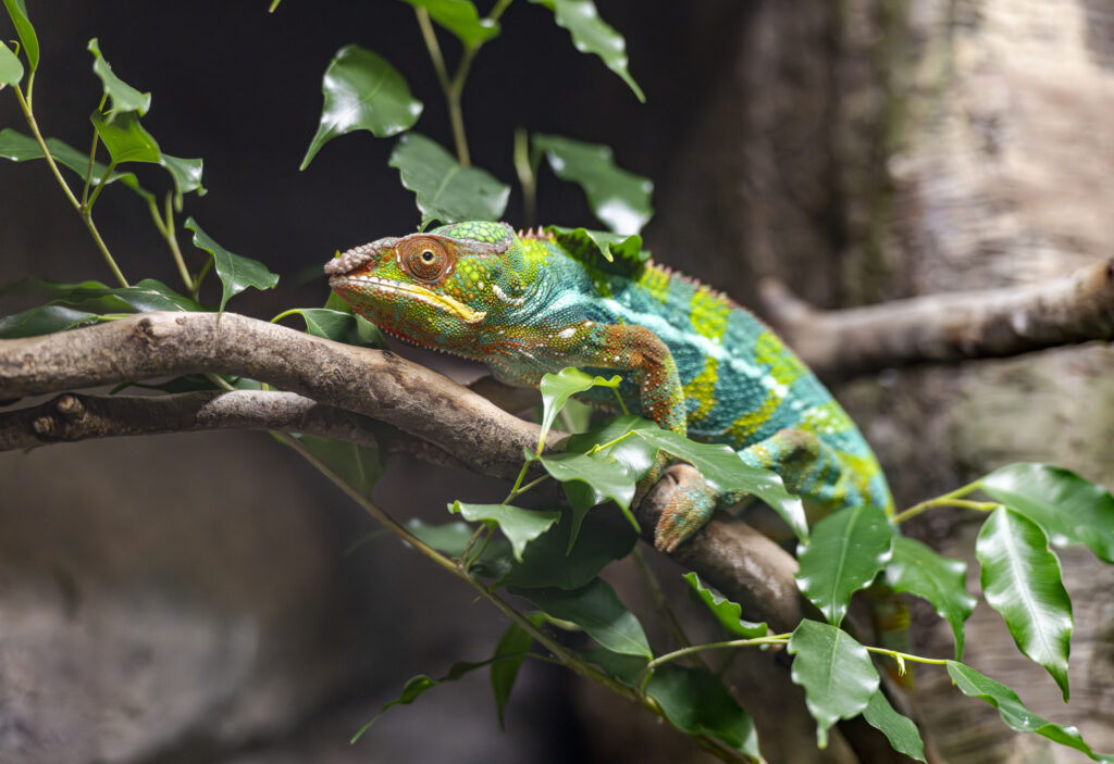 Filey Zoo Chameleon
