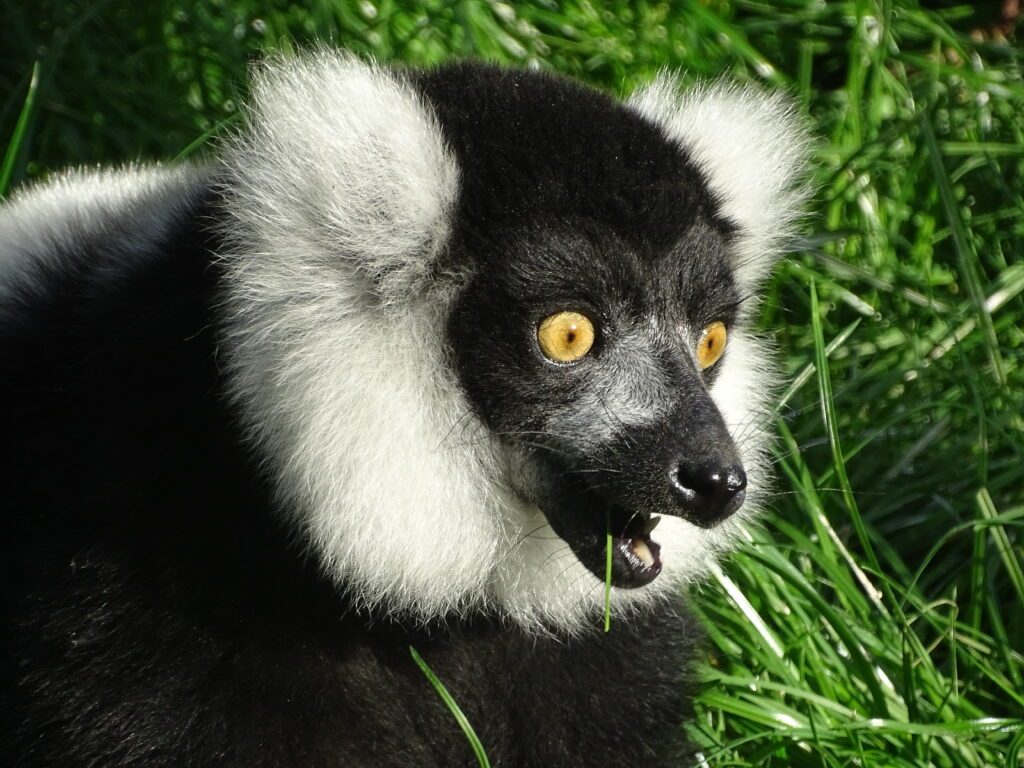 Filey Zoo Lemur