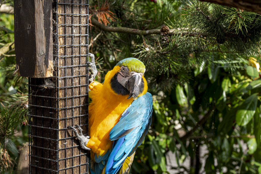 Filey Zoo Macaw