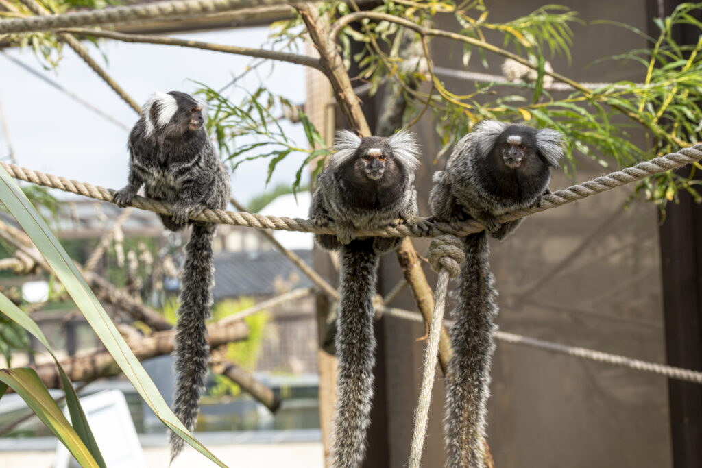 Filey Zoo Marmoset