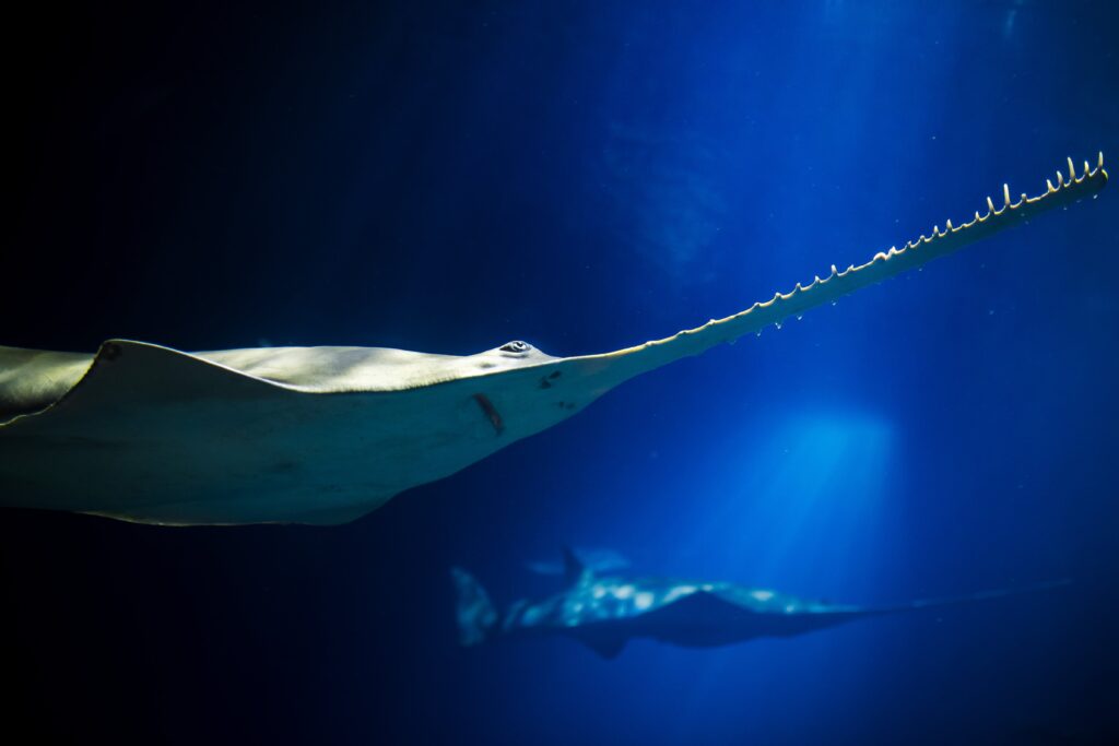 2020-01-03 2020-01-03 Green Sawfish 7412-min