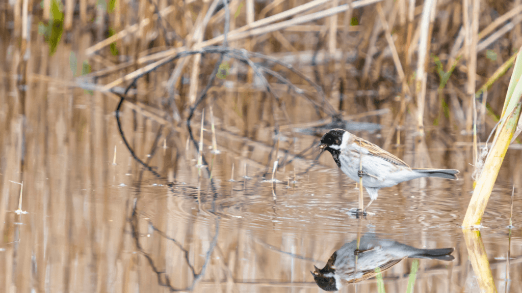 Staveley Nature Reserve
