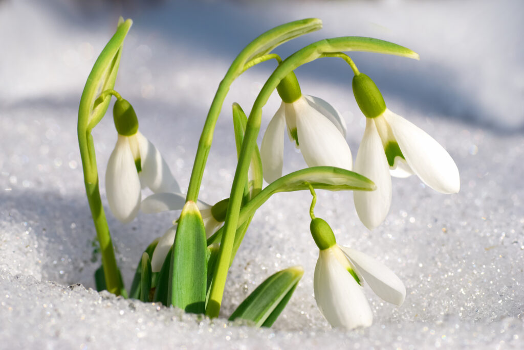 Spring snowdrop flowers with snow in the forest
