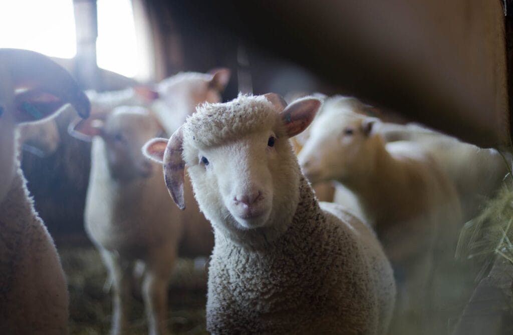 Sheepfest