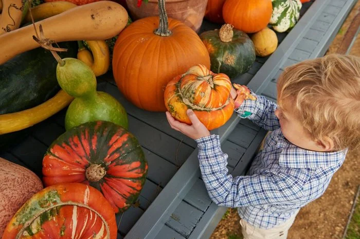 pumpkin-display-kids-half-term-rhs-wisley