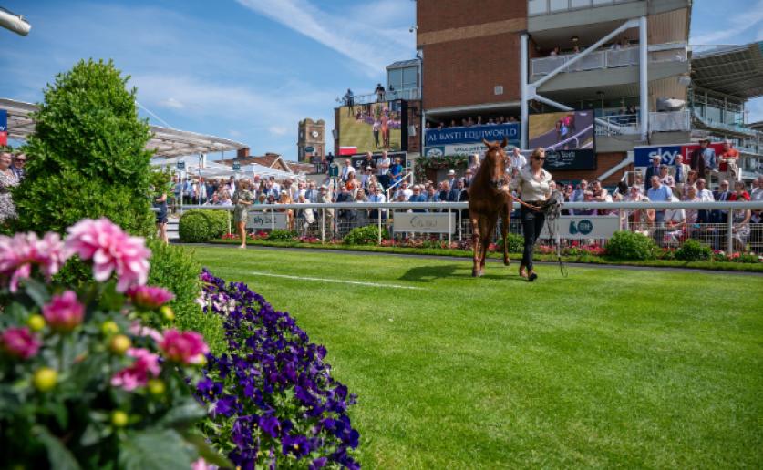 York Racecourse - June Meeting 2026