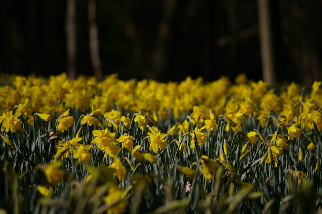Daffodil Walk and Talk - Photo Credit FAITH DOUGLAS