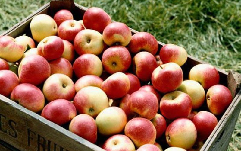 Apples-1 (1)