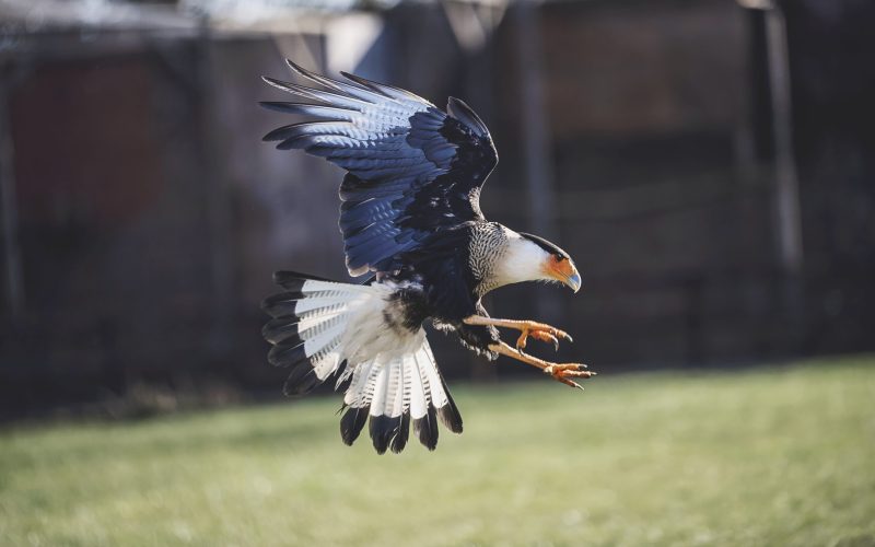 Bird of Prey Photography Day Photo Credit ABI WHITMARSH