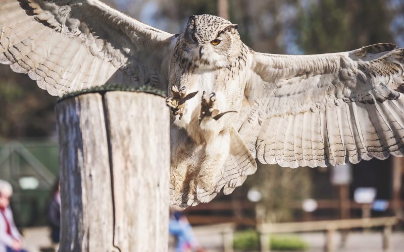 BirdofPrey_AbiWhitmarsh_12