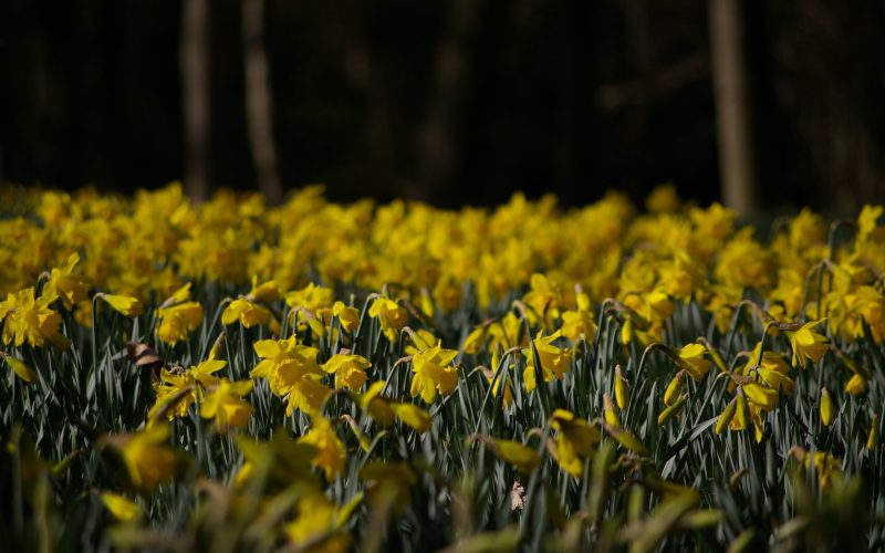 Daffodil Walk and Talk - Photo Credit FAITH DOUGLAS