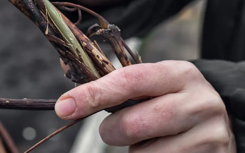 Deer-Willow-Weaving