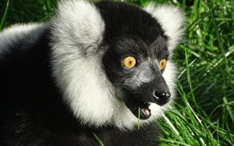 Filey Zoo Lemur