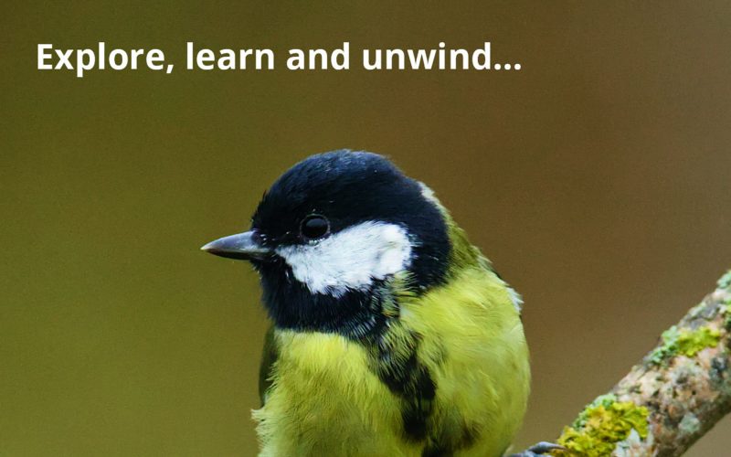 2026 Foxglove Advert (99.5 x 141 mm)