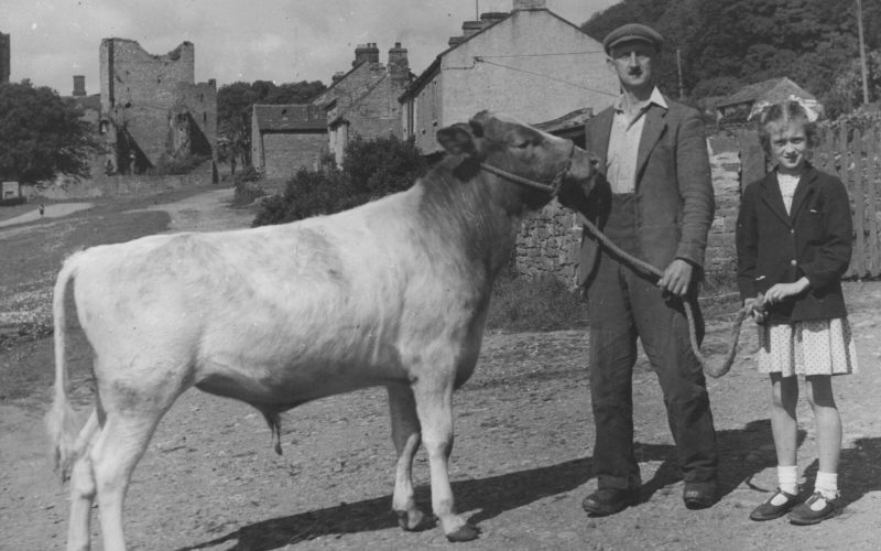 Harold Bryce Thomsonm ‘Showing the Cow, Castle Bolton’