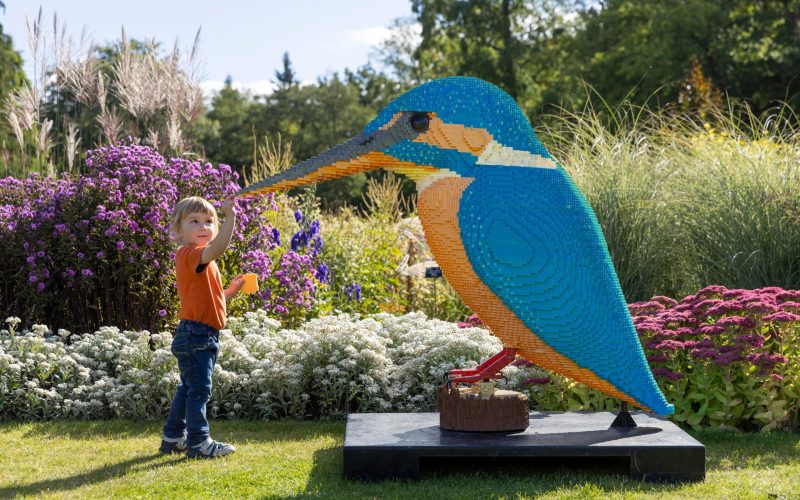 RHS Harlow Carr - Lego Kingfisher Lifestyle Shoot - September 2025 - Teddy & Mum - Interacting With Kingfisher