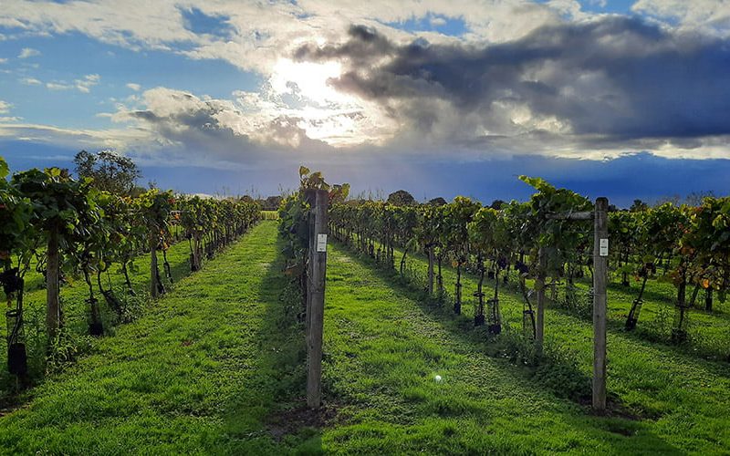 Events 5 Vineyard 2021 crop