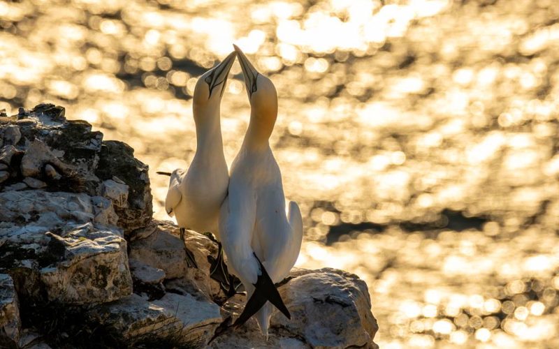 gannet sun - Sam Turley (rspb-images.com)-min
