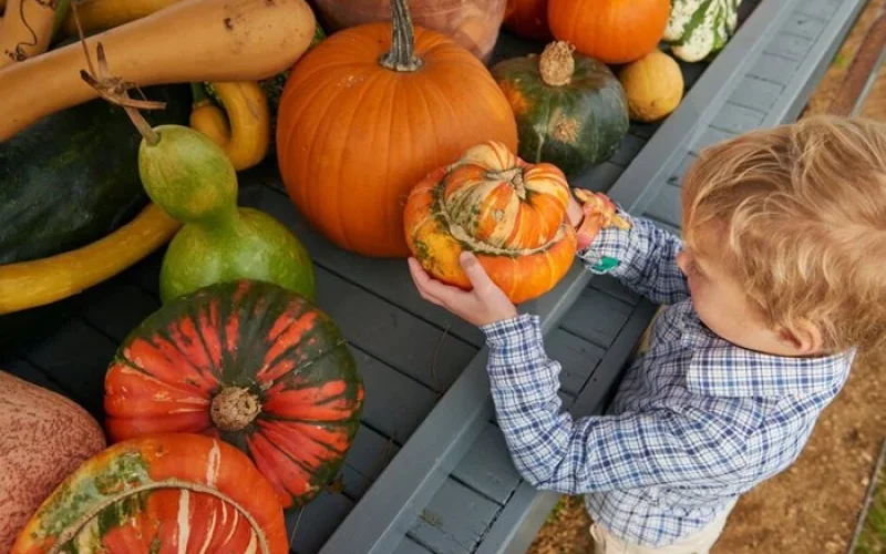 pumpkin-display-kids-half-term-rhs-wisley